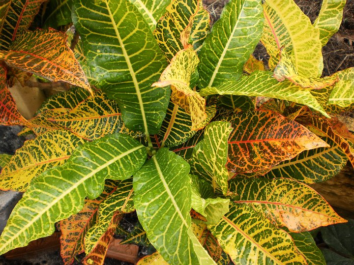 Croton  Codiaeum Sterwarii.JPG - Codiaeum sterwarii:  Croton